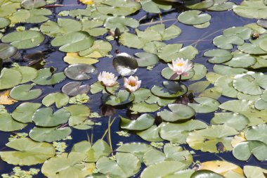 Nilüferler bir havuzda
