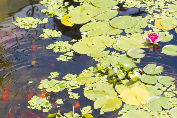 Lírios de água em uma lagoa — Fotografia de Stock