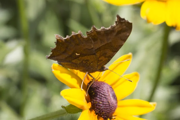 Fjäril på en blomma — Stockfoto