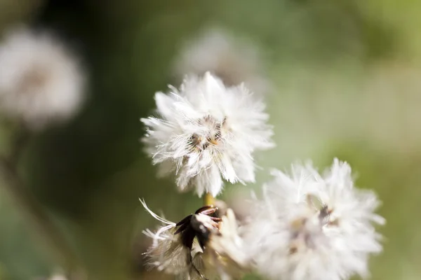 Herbstblumen — Stockfoto