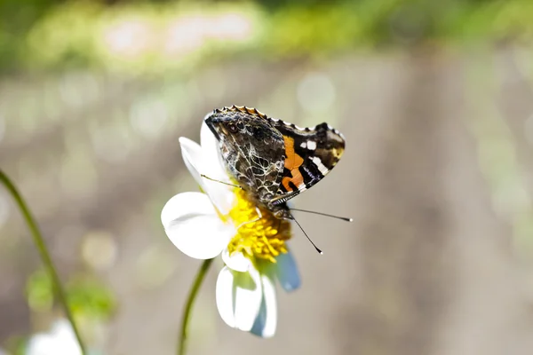 Fjäril på en blomma — Stockfoto