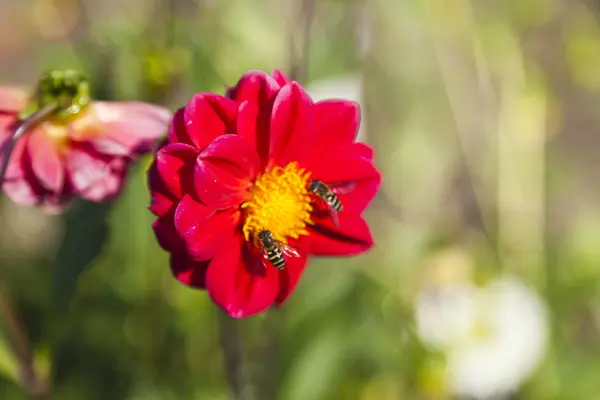 Insekt auf einer Blume — Stockfoto