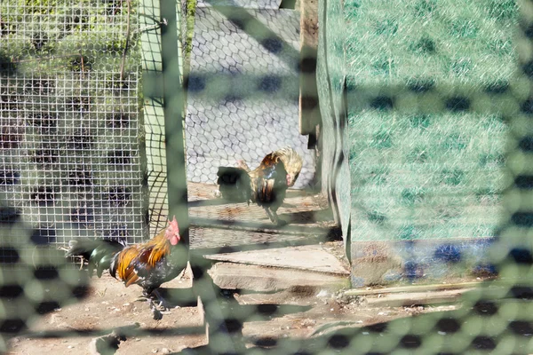 檻の中の鶏 — ストック写真