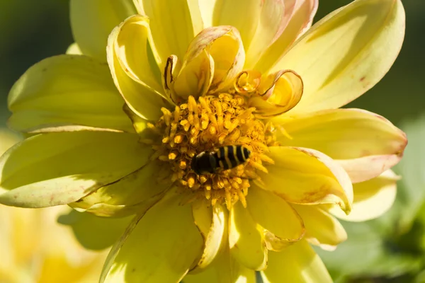 花に虫をつける — ストック写真