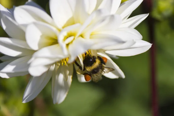 Insekt på en blomma — Stockfoto