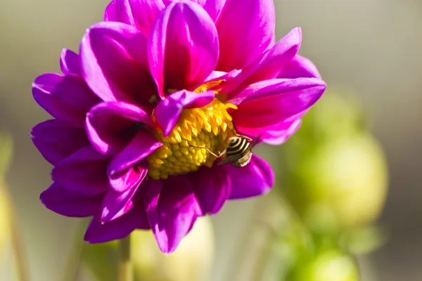 Insekt auf einer Blume — Stockfoto