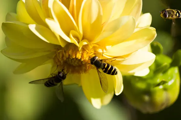 Insect on a flower — Stock Photo, Image