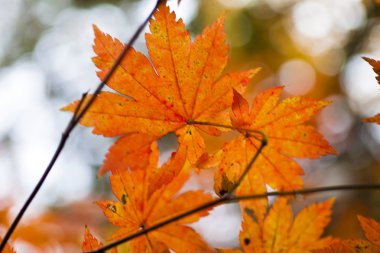 Sonbahar Yaprakları