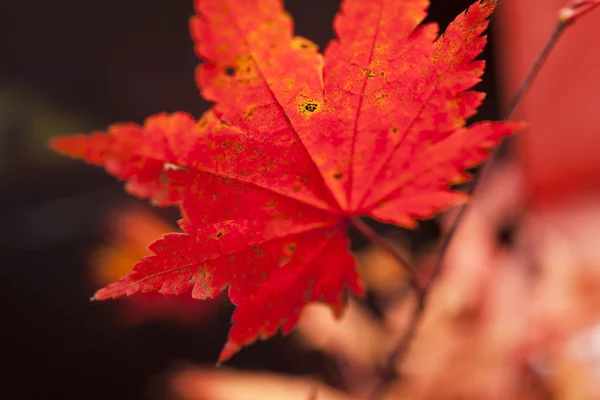 Folhas de Outono — Fotografia de Stock