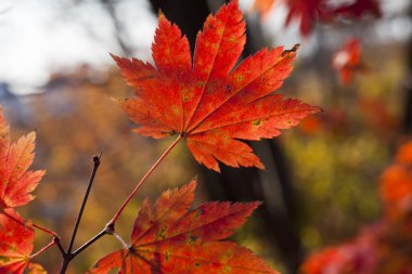 Sonbahar Yaprakları