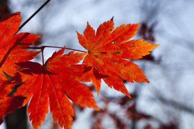 Sonbahar Yaprakları