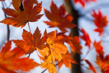 Sonbahar Yaprakları