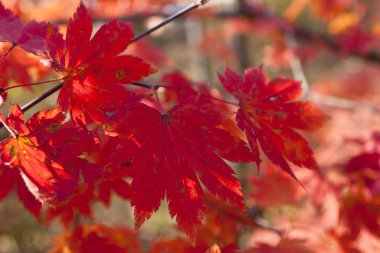 Sonbahar Yaprakları