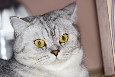 büyük Gri kedi