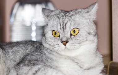 büyük Gri kedi
