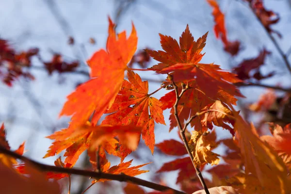 Feuilles d'automne — Photo