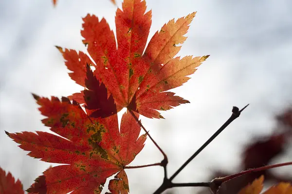 อัตโนมัติ LEAVES — ภาพถ่ายสต็อก