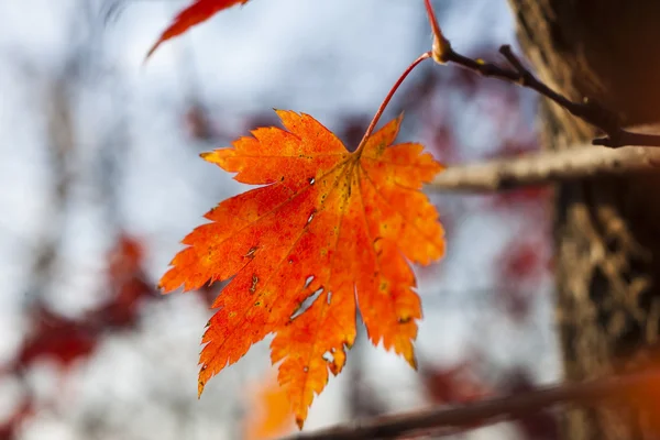 Feuilles d'automne — Photo