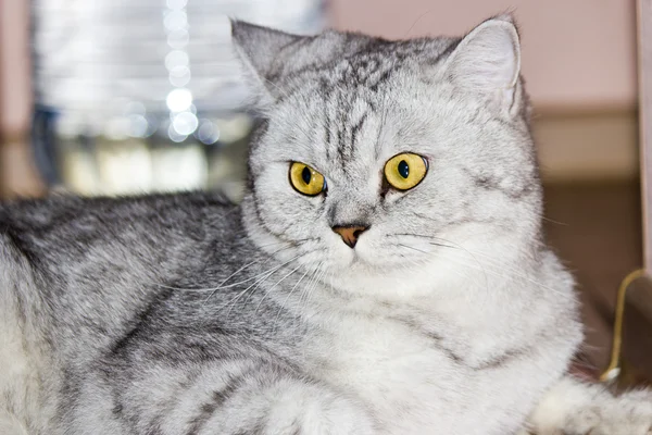 Große graue Katze — Stockfoto