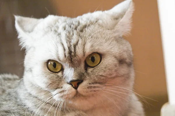 大きな灰色の猫 — ストック写真