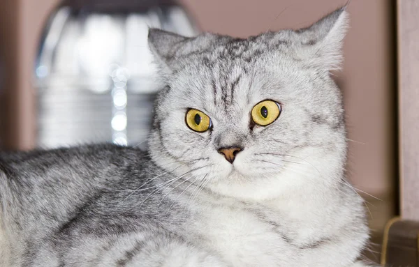 Große graue Katze — Stockfoto