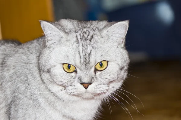 Big gray cat — Stock Photo, Image