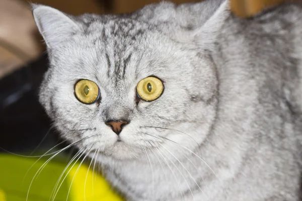 Große graue Katze — Stockfoto