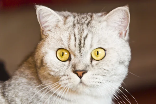 Gran gato gris — Foto de Stock