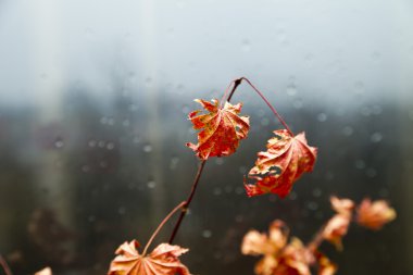 Bir pencere olarak yaprakları