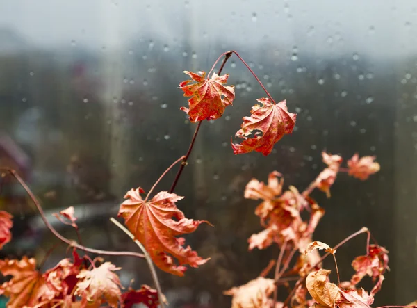 Las hojas a la ventana — Foto de Stock