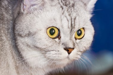 büyük Gri kedi