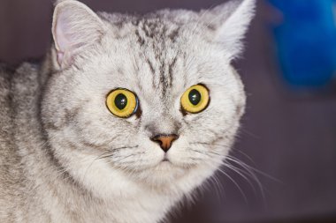 büyük Gri kedi