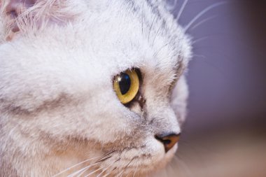 büyük Gri kedi