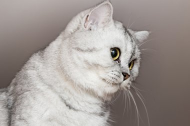 büyük Gri kedi