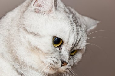 büyük Gri kedi