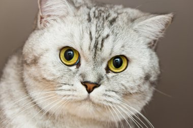 büyük Gri kedi