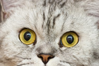 büyük Gri kedi