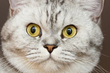 büyük Gri kedi