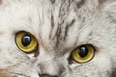 büyük Gri kedi
