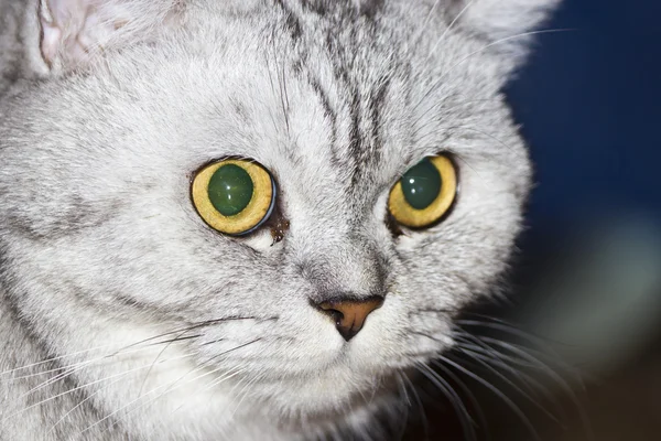 Gran gato gris — Foto de Stock