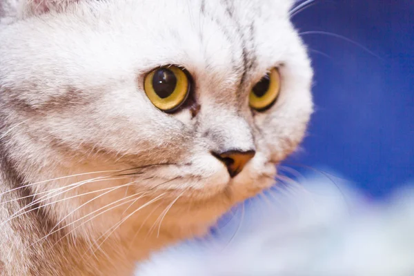 Gran gato gris — Foto de Stock