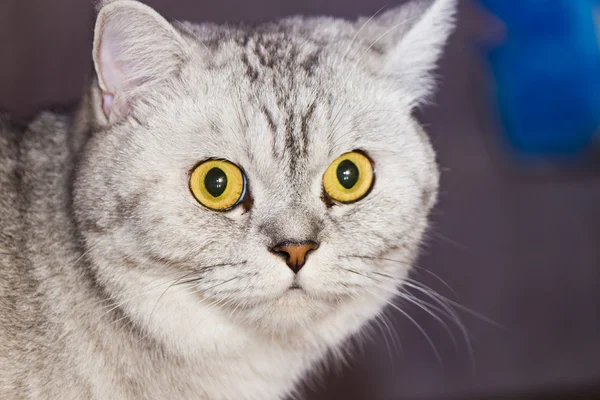 büyük Gri kedi