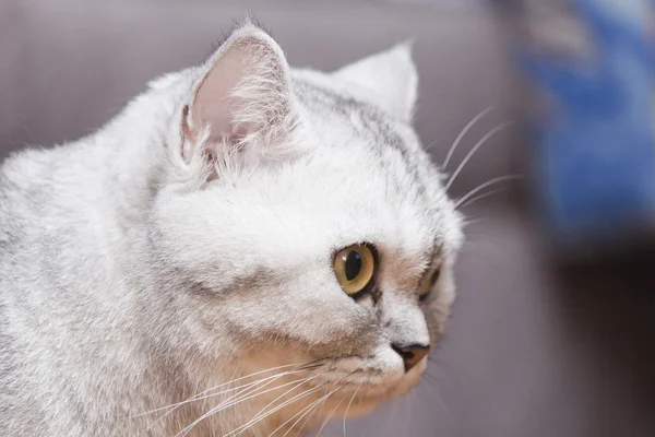 Grande gatto grigio — Foto Stock