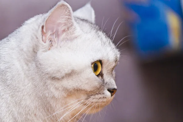 Big gray cat — Stock Photo, Image