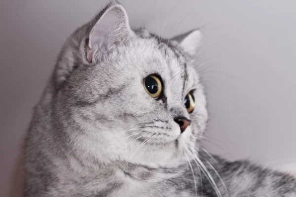 Velká šedá kočka — Stock fotografie