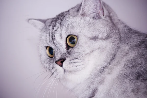 büyük Gri kedi