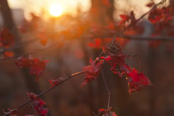 Herbstblätter — Stockfoto