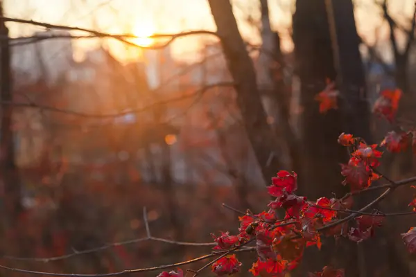 Feuilles d'automne — Photo