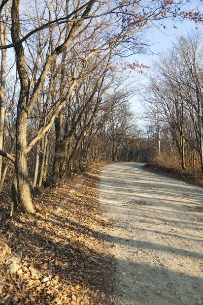 The road in the wood — Stock Photo, Image