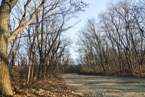 Die Straße im Wald — Stockfoto